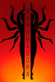 Mandrágora